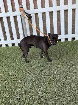 Chihuahua and Mixed Breed Dogs Available for Adoption - POCKET | PetCurious