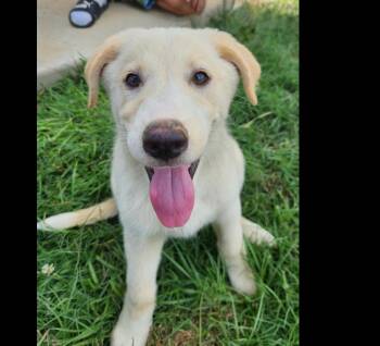 Krypto -  German Shepherd Dog and Catahoula Leopard Dog Dog for Adoption in Hartwell, Georgia - Krypto | PetCurious