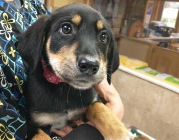 Vera -  Mixed Breed Dog for Adoption in Tomah, Wisconsin - Vera | PetCurious