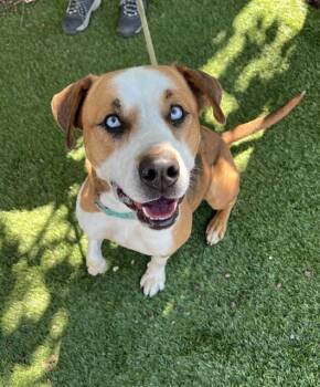 Wen -  Pit Bull Terrier Dog for Adoption in Phoenix, Oregon - Wen | PetCurious