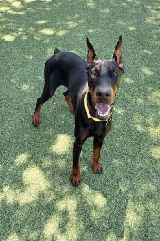Doberman Pinscher Dogs Available for Adoption in Oakland Park, Florida - Hypatia 3566 | PetCurious