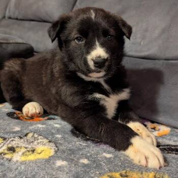 Mixed Breed Dogs Available for Adoption - Layton | PetCurious