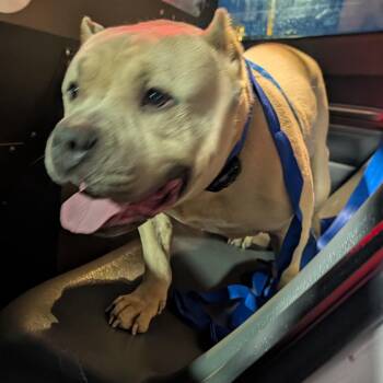 Mixed Breed Dogs Available for Adoption in Philadelphia, Pennsylvania - Charming Teddy | PetCurious