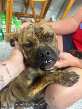 Boxer and Pit Bull Terrier Dogs Available for Adoption in Aurora, Illinois - Bonnie | PetCurious