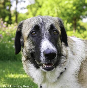 Ren -  Anatolian Shepherd and Great Pyrenees Dog for Adoption in Nashville, Tennessee - Ren | PetCurious