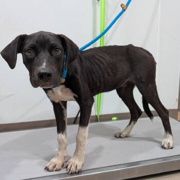 Sheena -  Black Labrador Retriever and Mixed Breed Dog for Adoption in Buchanan Dam, Texas - Sheena | PetCurious