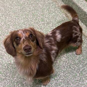 JoJo -  Miniature Dachshund Dog for Adoption in Calverton, New York - JoJo | PetCurious