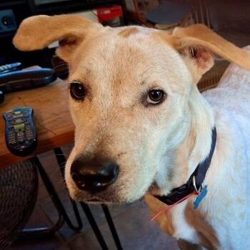 Australian Shepherd and Yellow Labrador Retriever Dogs Available for Adoption in Houston, Texas - King | PetCurious