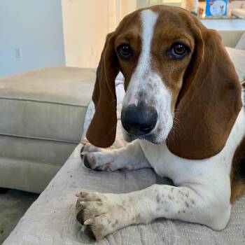 Rescue Basset Hound Dogs for Adoption - Ruby | PetCurious