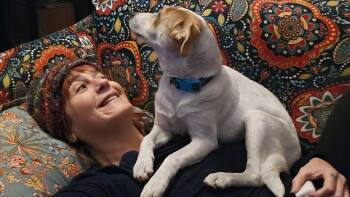 Jack Russell Terrier Dogs Available for Adoption - Lorna | PetCurious