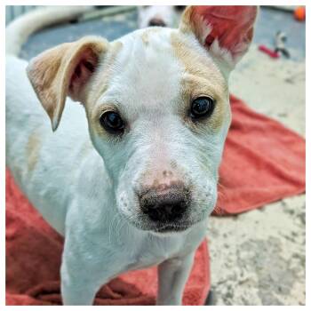 Chihuahua and Jack Russell Terrier Dogs Available for Adoption in Eustis, Florida - Baby | PetCurious
