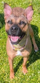 German Shepherd Dog Dogs Available for Adoption in Akron, Ohio - CLARICE | PetCurious