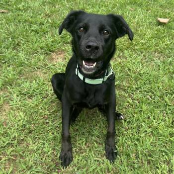 Callie -  Mixed Breed Dog for Adoption in Auburn, Alabama - Callie | PetCurious