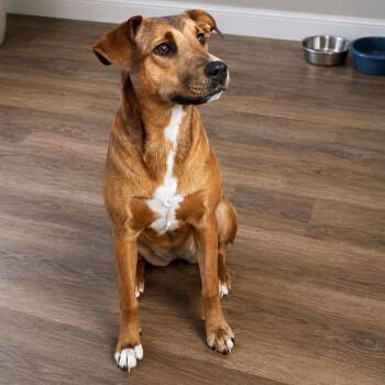 Rhodesian Ridgeback and Black Mouth Cur Dogs Available for Adoption in Enterprise, Alabama - Cee Cee | PetCurious
