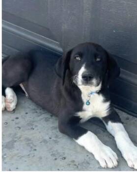 Cosmo -  Labrador Retriever and Border Collie Dog for Adoption in Larkfield-wikiup, California - Cosmo | PetCurious