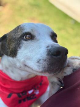 Pit Bull Terrier Dogs Available for Adoption - Toby | PetCurious