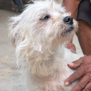 Guero -  Terrier Dog for Adoption in San Gabriel, California - Guero | PetCurious