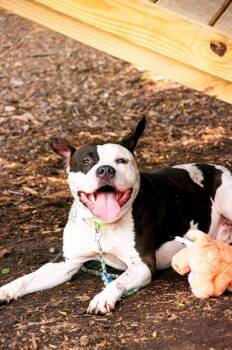 Magic Man -  Mixed Breed Dog for Adoption in Cincinnati, Ohio - Magic Man | PetCurious