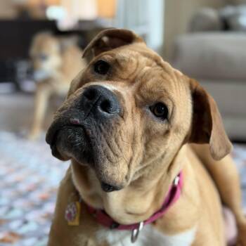 Tabasco (Tabby) -  Bulldog Dog for Adoption in Grafton, Ohio - Tabasco (Tabby) | PetCurious