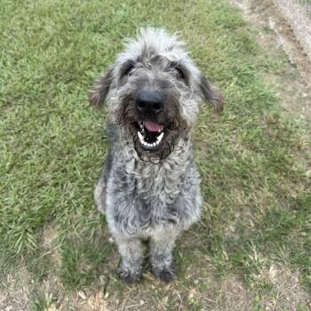 Big Toot -  Standard Poodle and Poodle Dog for Adoption in Carencro, Louisiana - Big Toot | PetCurious