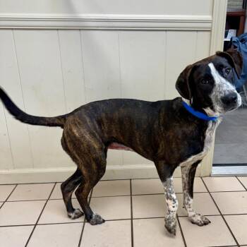 Hound Dogs Available for Adoption - Rainy | PetCurious