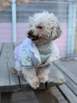 Poodle Dogs Available for Adoption - Labubu | PetCurious