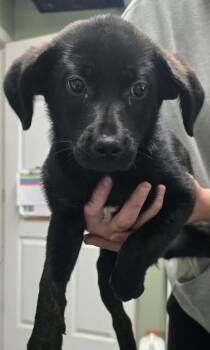 Jett -  Black Labrador Retriever Dog for Adoption in Hillsdale, Indiana - Jett | PetCurious