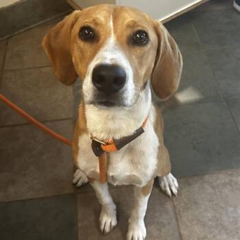 Honey Bunny -  Mixed Breed Dog for Adoption in Chattanooga, Tennessee - Honey Bunny | PetCurious