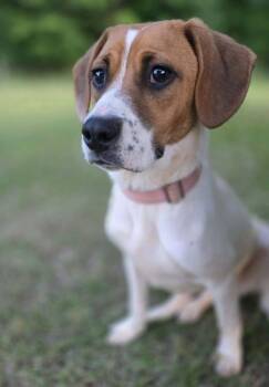 Loretta -  Beagle Dog for Adoption in Taghkanic, New York - Loretta | PetCurious