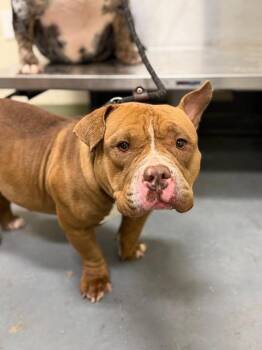 English Bulldog Dogs Available for Adoption in Winder, Georgia - 2026-04-120 *Bonnie* | PetCurious