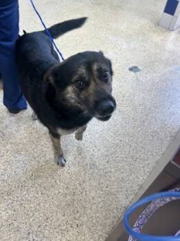 Rescue Shepherd and Mixed Breed Dogs for Adoption in Houston, Texas - BLACKIE | PetCurious