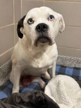 Boxer Dogs Available for Adoption - Trixie- Neglected Senior In Desperate Need Of A Hero! | PetCurious