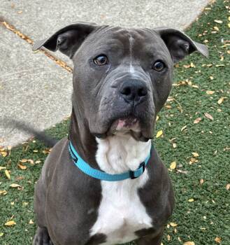 Rescue Pit Bull Terrier Dogs for Adoption in Indianapolis, Indiana - Stoney | PetCurious