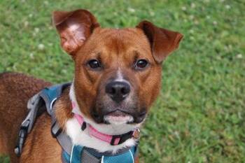 Mixed Breed Dogs Available for Adoption in Kansas City, Missouri - Freya | PetCurious
