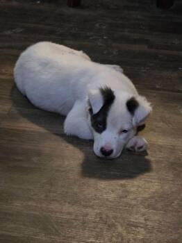 Pit Bull Terrier Dogs Available for Adoption - Cookie | PetCurious