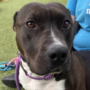 Pit Bull Terrier Dogs Available for Adoption in Chattanooga, Tennessee - Francesca | PetCurious