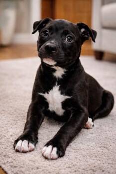 Labrador Retriever and Pit Bull Terrier Dogs Available for Adoption - Mulberry | PetCurious