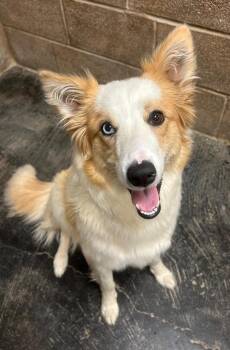 Lilly -  Australian Shepherd Dog Available for Adoption in Midland, Texas - Lilly | PetCurious