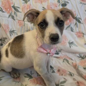 Marla Mars -  Collie and Jack Russell Terrier Dog for Adoption in Andover, Massachusetts - Marla Mars | PetCurious