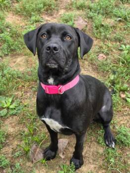 ATHENA -  Labrador Retriever and Mixed Breed Dog for Adoption in St. Peters, Missouri - ATHENA | PetCurious