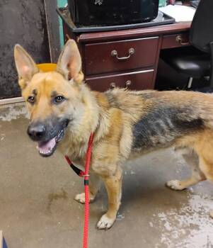 Turbo #211 -  German Shepherd Dog Dog for Adoption in New Lexington, Ohio - Turbo #211 | PetCurious