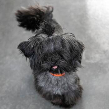 Shih Tzu and Yorkshire Terrier Dogs Available for Adoption - Parker (JA26-44) | PetCurious
