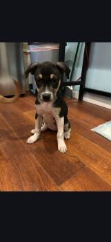 Mixed Breed Dogs Available for Adoption - Nova | PetCurious