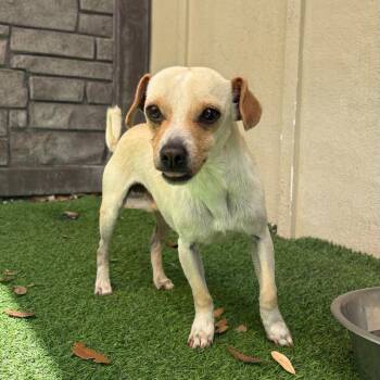 Shay Shay 6313 -  Chihuahua Dog for Adoption in Loxahatchee Groves, Florida - Shay Shay 6313 | PetCurious