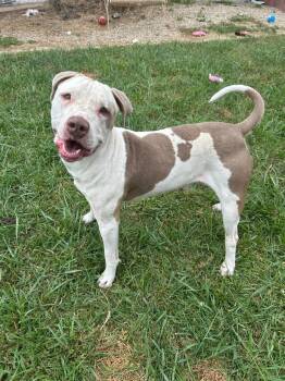 Rescue Pit Bull Terrier Dogs for Adoption in Marion, Ohio - Dino | PetCurious