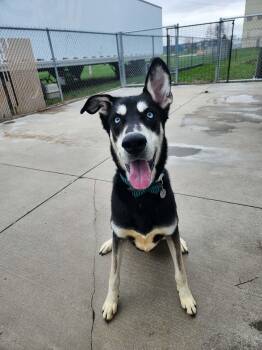 Husky Dogs Available for Adoption in Peru, Illinois - Felix | PetCurious