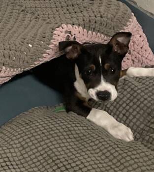 Pit Bull Terrier and Basset Hound Dogs Available for Adoption in Peoria, Illinois - SCOTT | PetCurious