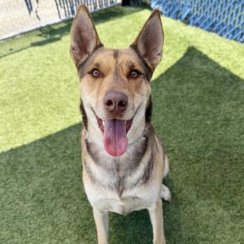 Jeremiah -  German Shepherd Dog and Mixed Breed Dog for Adoption in Long Beach, California - Jeremiah | PetCurious