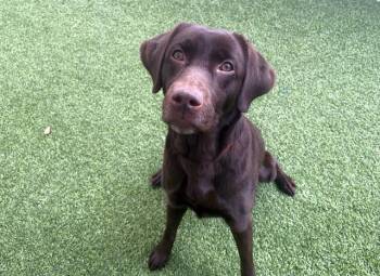 Labrador Retriever Dogs Available for Adoption - HERSHEY | PetCurious