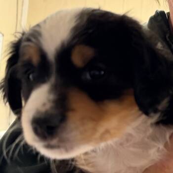 Rat Terrier and Mixed Breed Dogs Available for Adoption - Jack Jack | PetCurious